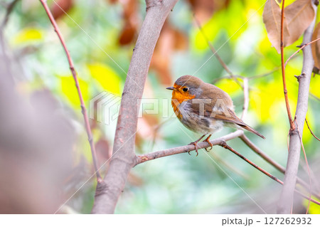 European Robin bird sitting on twig 127262932