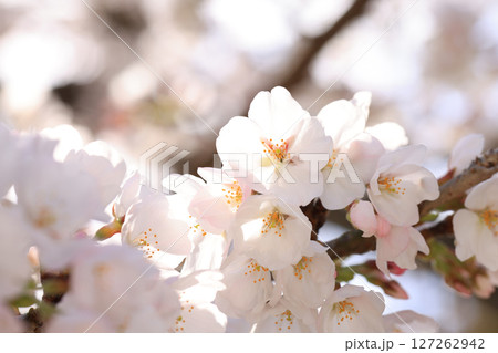 錦帯橋の桜8528 錦帯橋の桜8528 127262942