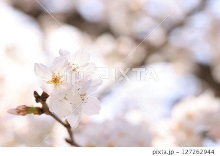 錦帯橋の桜8539 錦帯橋の桜8539 127262944