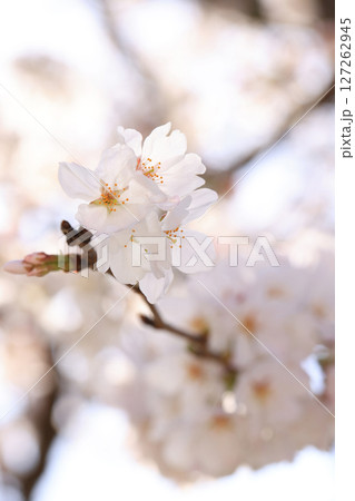 錦帯橋の桜8547 錦帯橋の桜8547 127262945