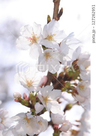 錦帯橋の桜8577 錦帯橋の桜8577 127262951