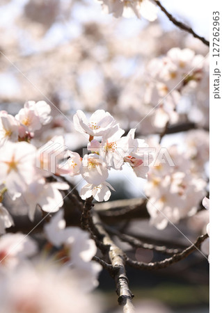 錦帯橋の桜8594 錦帯橋の桜8594 127262963