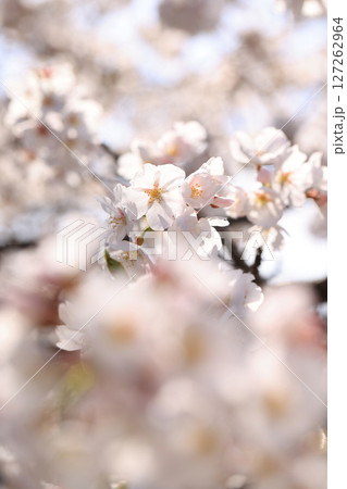 錦帯橋の桜8597 錦帯橋の桜8597 127262964
