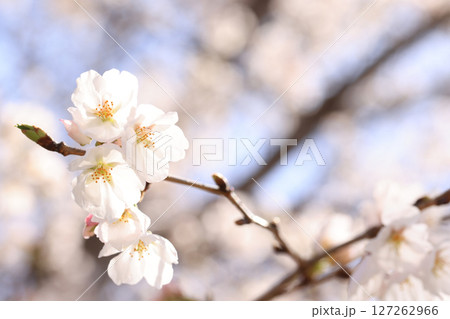 錦帯橋の桜8613 127262966