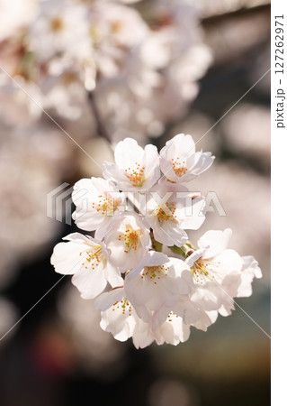 錦帯橋の桜8627 錦帯橋の桜8627 127262971