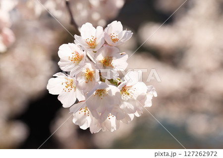 錦帯橋の桜8630 127262972