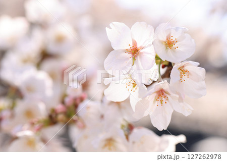 錦帯橋の桜8670 127262978