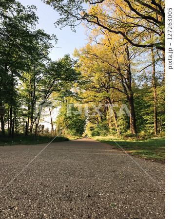A road with trees on either side 127263005