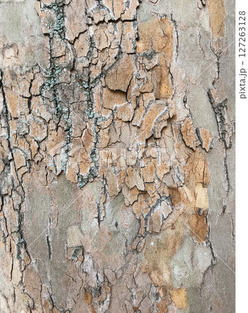 The bark of a tree is covered in moss and has a rough texture The bark of a tree is covered in moss and has a rough texture 127263128