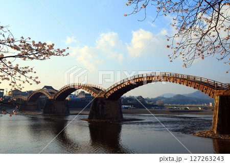 錦帯橋の桜9249 錦帯橋の桜9249 127263243
