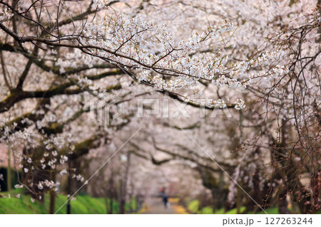 徳佐のしだれ桜 9019 徳佐のしだれ桜 9019 127263244