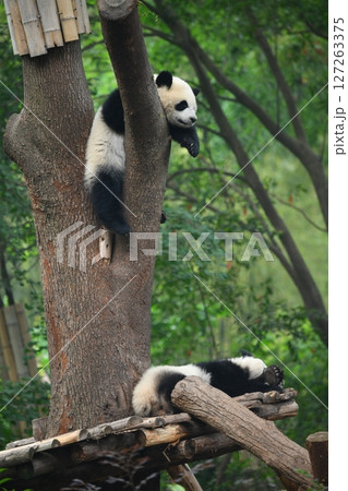 高い木に登り安心する赤ちゃんパンダ 127263375