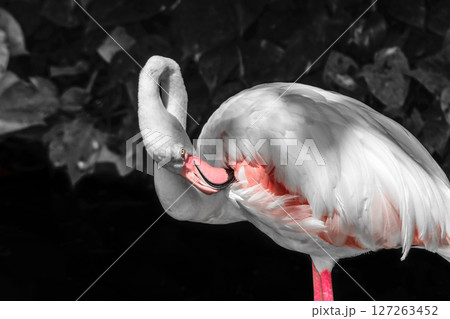 Pink flamingo in front of black and white rainforest foliage background 127263452