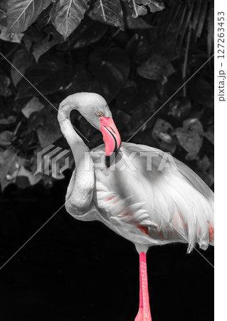 Pink flamingo in front of black and white rainforest foliage background 127263453