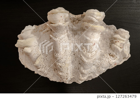 Seashell in Dark Background 127263479