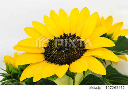 Sharp and clear view of yellow sunflower blossom in white background surface 127263482