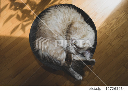 Sleeping Siberian Neva Masquerade cat Sleeping Siberian Neva Masquerade cat 127263484