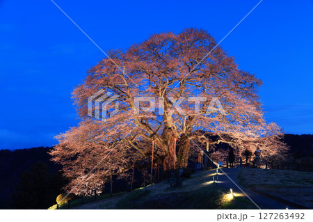 醍醐桜8930 127263492