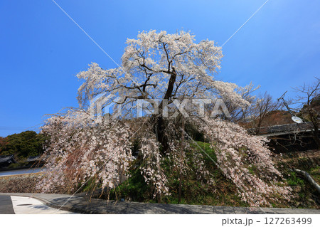 弾正糸桜（しだれ桜）9332 127263499