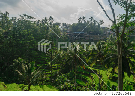 Tegalalang rice terraces in Ubud, Bali island during cloudy day 127263542