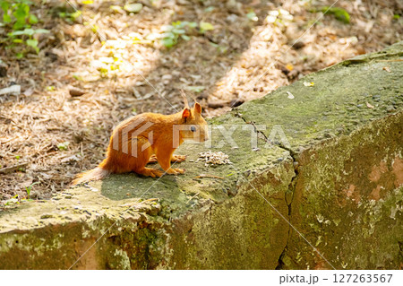 Small Squirrel Eating Seeds on a Mossy Stone Wall. Wild Animal Feeding in Nature for Health and Wellness. 127263567