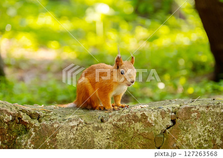 Curious Squirrel with Seeds on a Stone in a Park. Animal Theme. Curious Squirrel with Seeds on a Stone in a Park. Animal Theme. 127263568