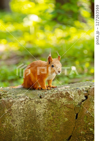 Red Squirrel Eating Healthy Seeds. Wild Animal in Park Environment with Nuts. Nature Fauna. 127263569
