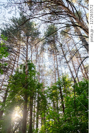 Looking Up at Tall Pine Trees and Green Forest Foliage with Bright Sun Rays. Nature Background or Travel Concept. Looking Up at Tall Pine Trees and Green Forest Foliage with Bright Sun Rays. Nature Background or Travel Concept. 127263572