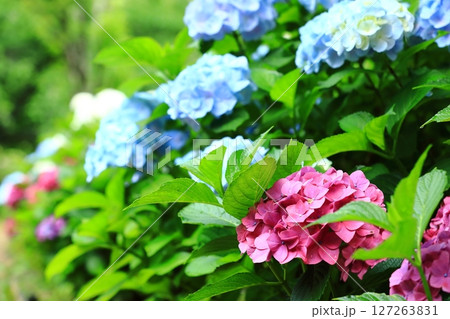 カラフルな紫陽花 127263831