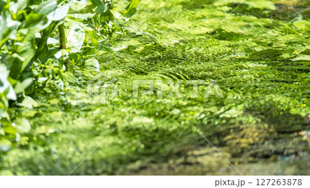 水面に映る新緑・清流・エコイメージ（大山　地蔵滝の泉） 127263878