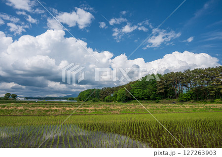 初夏の原風景　信州の田園 127263903