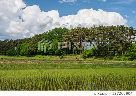 初夏の原風景 信州の田園 初夏の原風景 信州の田園 127263904