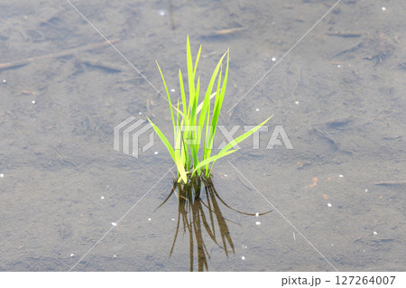 田植えが終わった水田の稲 127264007