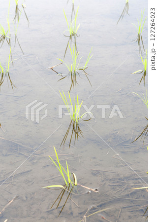 田植えを終えた水田 127264023