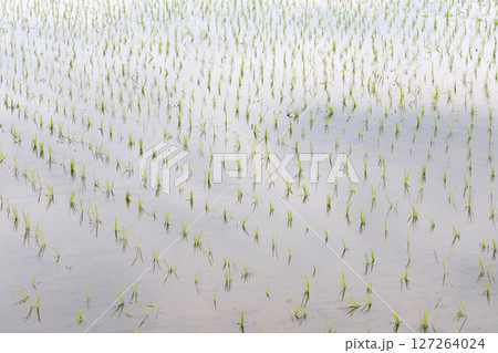 田植えを終えた水田 田植えを終えた水田 127264024