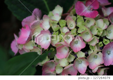 あじさいの花 あじさいの花 127264079