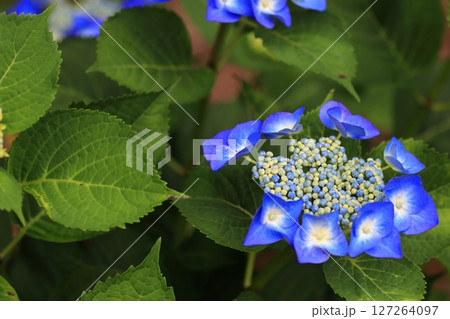 あじさいの花 あじさいの花 127264097