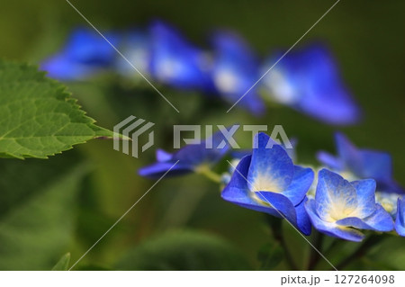 あじさいの花 あじさいの花 127264098