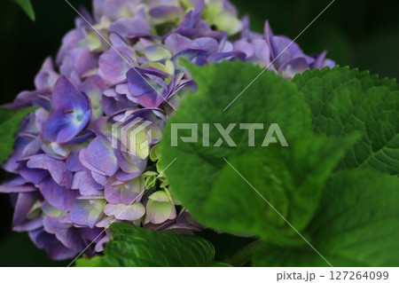 あじさいの花 あじさいの花 127264099