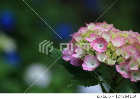 あじさいの花 127264114