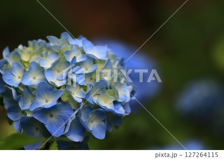 あじさいの花 127264115