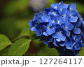 あじさいの花 127264117