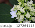 あじさいの花 127264118