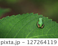 あじさいの葉っぱに乗るカエル 127264119