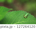 あじさいの葉っぱに乗るカエル 127264120