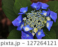 あじさいの花 127264121