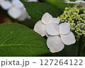 あじさいの花 127264122