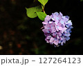 あじさいの花 127264123