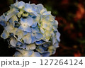 あじさいの花 127264124
