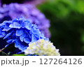 あじさいの花 127264126
